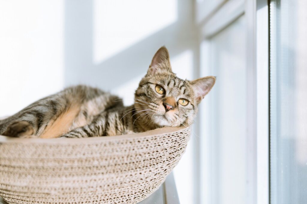 stock photo of a cat used for image file name SEO image optimization example