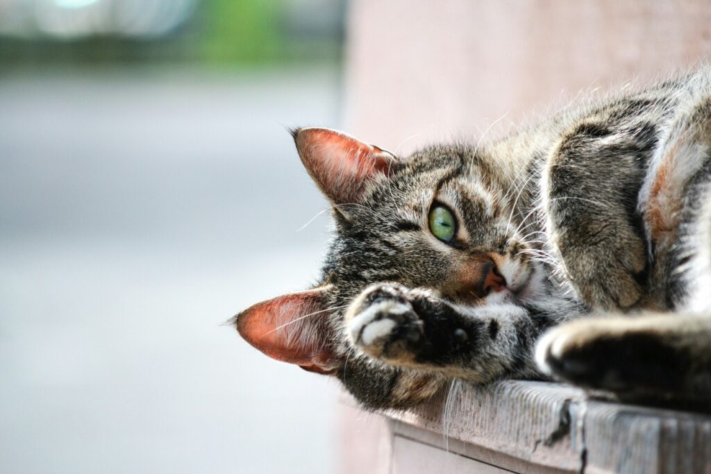 stock photo of a cat used for second image file name SEO image optimization example